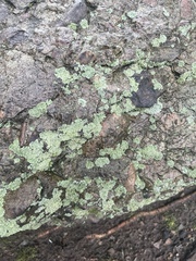 Flavoparmelia baltimorensis