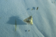 Neocataclysta magnificalis
