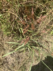 Sorghum