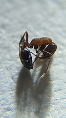 Monomorium indicum