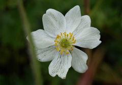 Anemonastrum