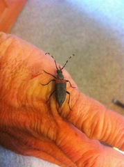 Stictoleptura canadensis