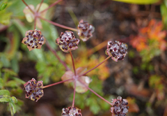 Bupleurum triradiatum