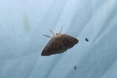 Lambdina pellucidaria