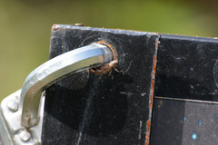 Curculionoidea