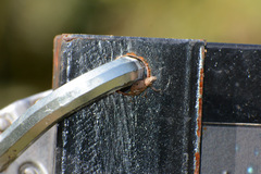 Curculionoidea
