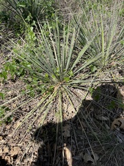 Yucca