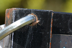 Curculionoidea