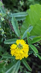 Melilotus altissimus