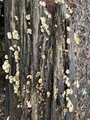 Fungi