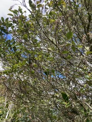 Pterophylla racemosa