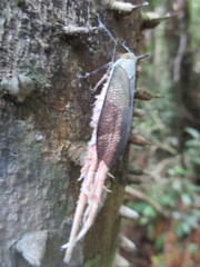 Pterodictya reticularis