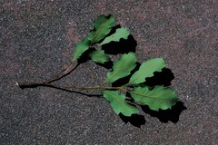 Quercus berberidifolia