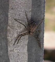 Philodromus spectabilis
