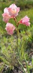 Gladiolus hirsutus