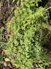 Pteris macilenta