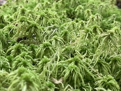 Sphagnum girgensohnii