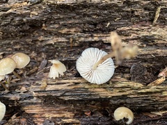 Fungi