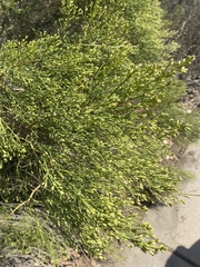 Baccharis sarothroides