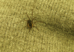 Mitopus morio
