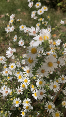 Symphyotrichum pilosum