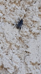 Sphenophorus striatopunctatus