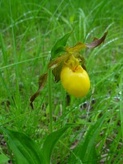 Cypripedium parviflorum pubescens