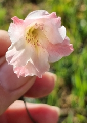 Gladiolus hirsutus