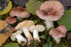 Russula arpalices