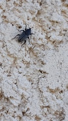 Sphenophorus striatopunctatus