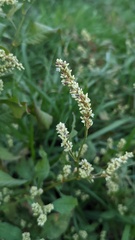 Persicaria lapathifolia