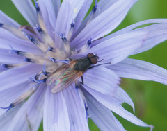 Thricops semicinereus