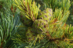 Pinus pumila