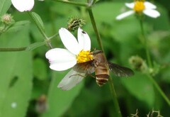 Pangoniinae