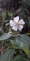 Melastomeae