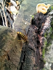 Vespula germanica