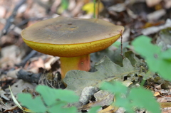 Neoboletus erythropus