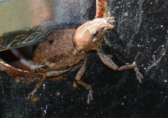 Curculionoidea