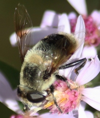 Eristalis anthophorina