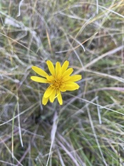 Agoseris glauca