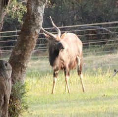 Tragelaphus angasii