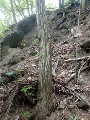 Dalbergia granadillo