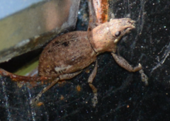 Curculionoidea