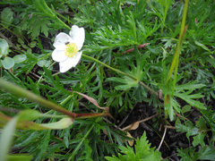 Anemonastrum