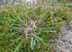 Bupleurum triradiatum