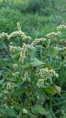 Persicaria lapathifolia