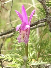 Arethusa bulbosa