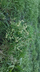 Persicaria lapathifolia
