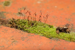 Tortula muralis muralis