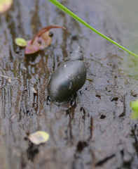 Lymnaea stagnalis